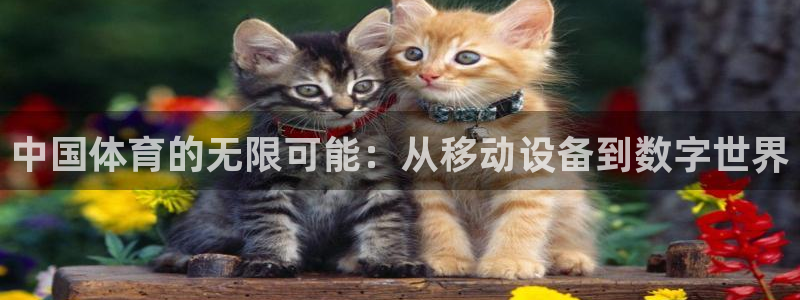 看球吧nba直播：中国体育的无限可能：从移动设备到数字世界
