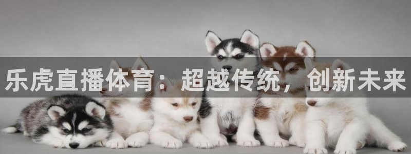 看球吧直播nba直播：乐虎直播体育：超越传统，创新未来